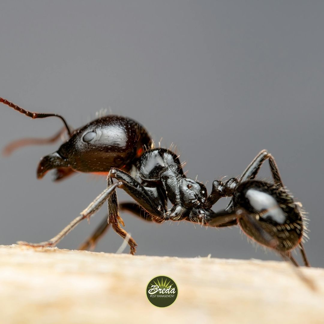 close up image of a sugar ant crawling on a piece of wood fire ant control in Atlanta GA
