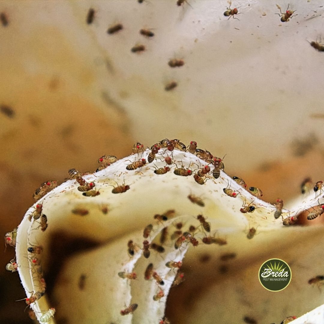 A close up image of fruit flies eating dirty paper towels
