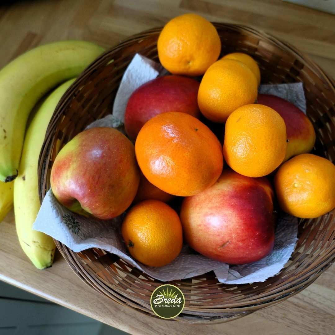 a fruit bowl sitting on a kitchen counter fruit fly pest control in Georgia