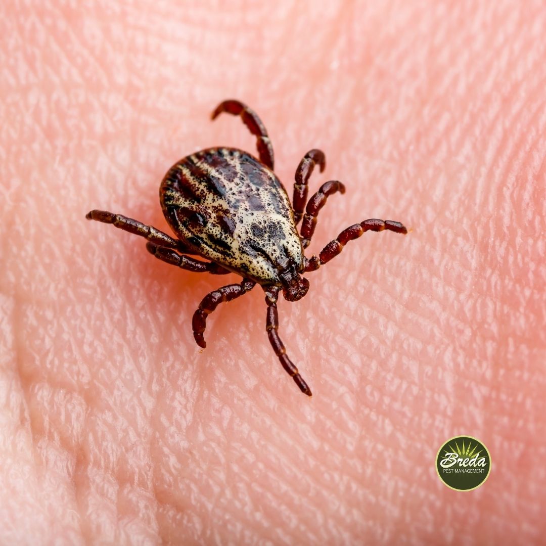 a close up image of a tick on human skin ticks in Georgia