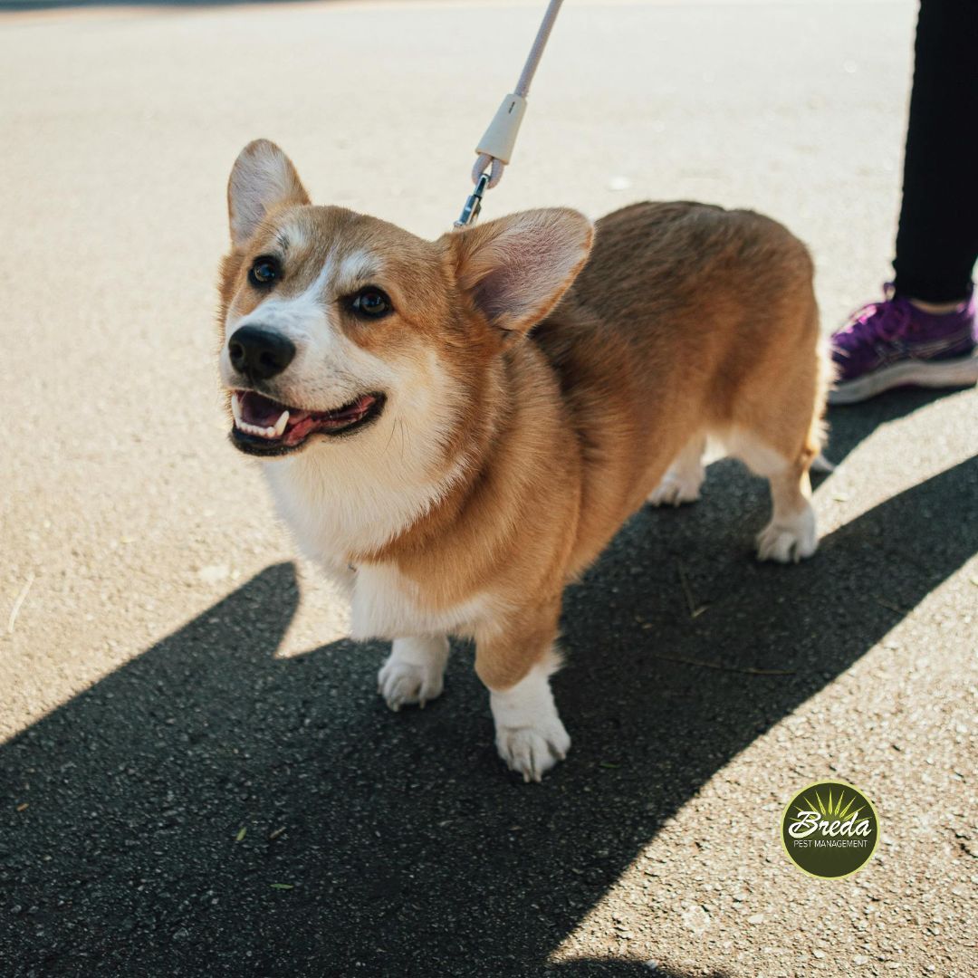 close up photo of a Corgi being taken on a walk outside proactive mosquito control in Georgia