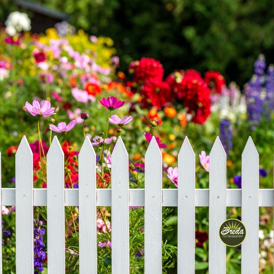 a white picket fence in front of a summer flower garden backyard mosquito control in Grayson GA