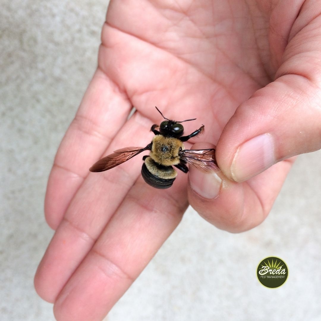 close up picture of a person holding a carpenter bee by its wing carpenter bee pest control Atlanta GA
