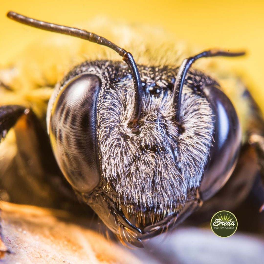 close up of a carpenter bee face carpenter bee control in Georgia