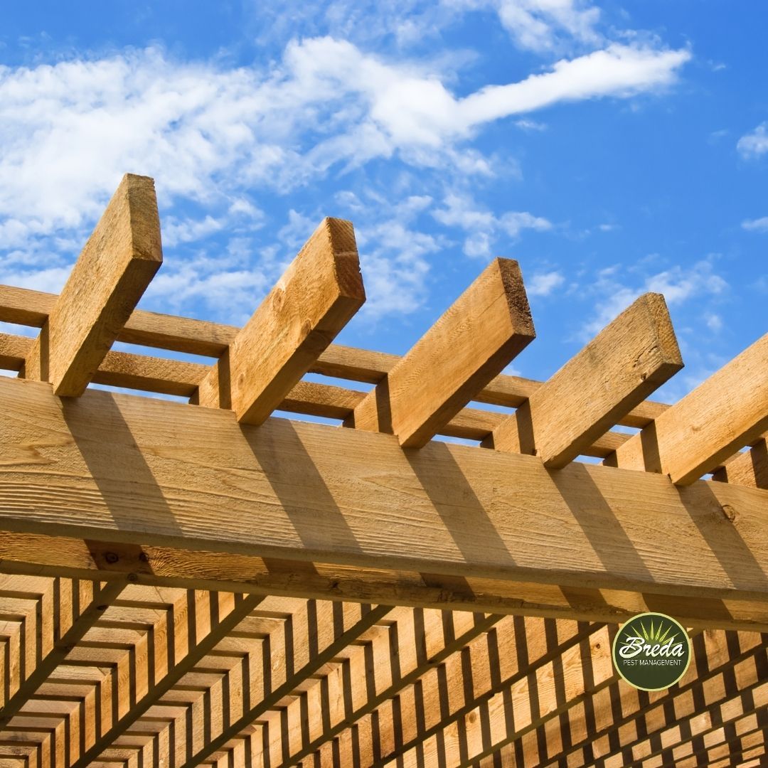 a wooden pergola with a blue sky behind it carpenter bee pest control Atlanta GA