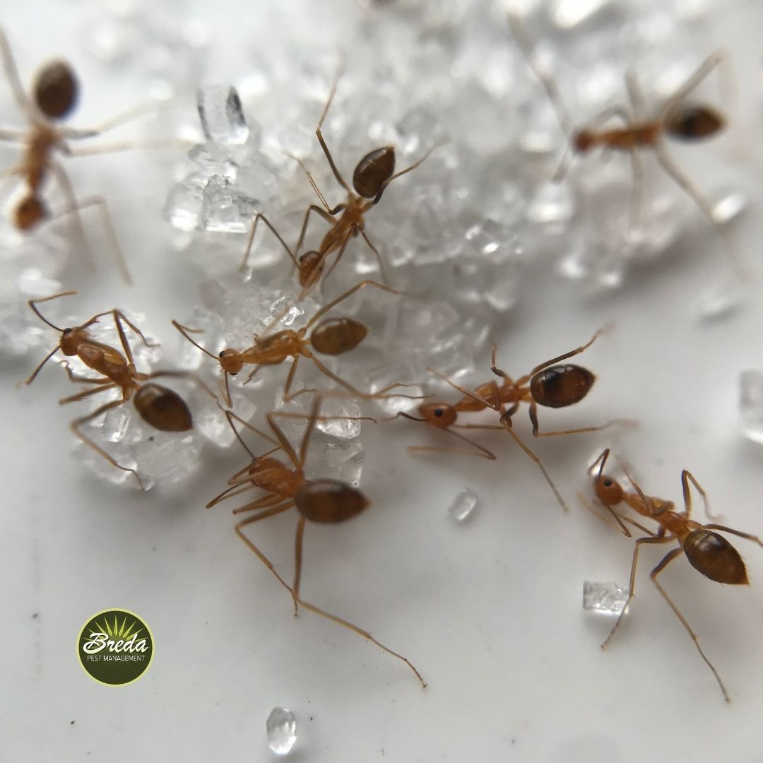 close up image of ants eating a pile of sugar on a countertop ant pest control in Atlanta Georgia