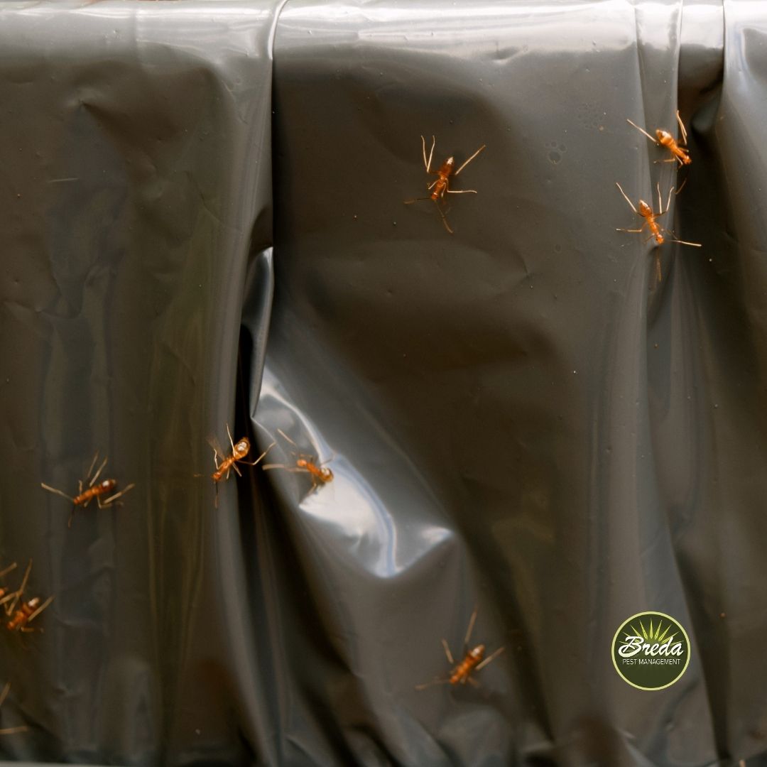 fire ants climbing on the outside of a trash bag ask the experts fire ant control in Atlanta