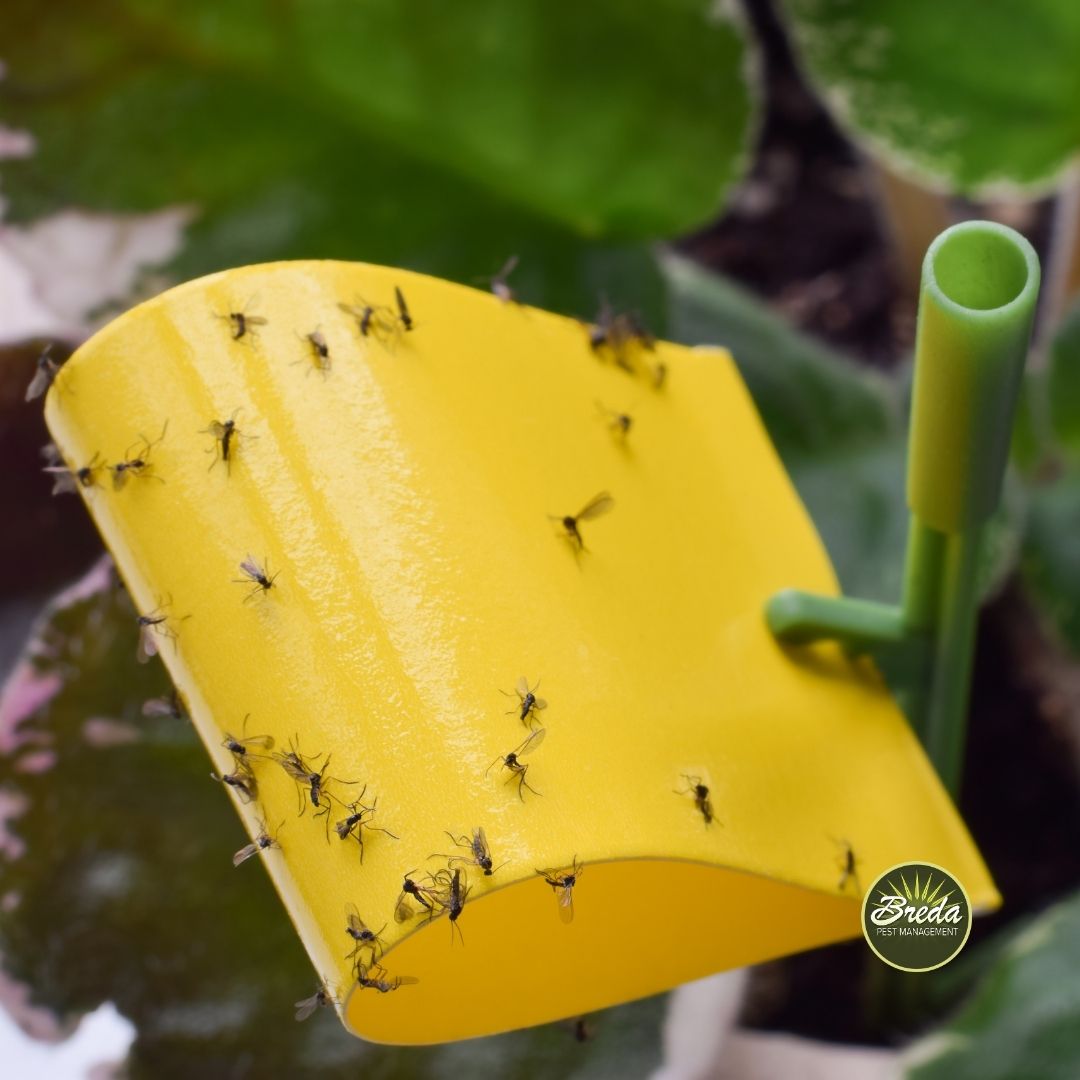 Gnats trapped on a fly trap in a houseplant