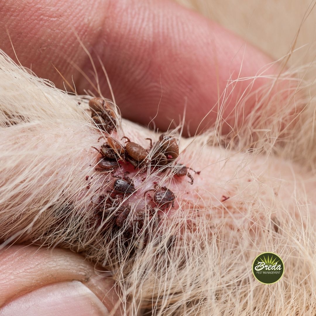 close up photo of multiple ticks on a dog ticks in Georgia