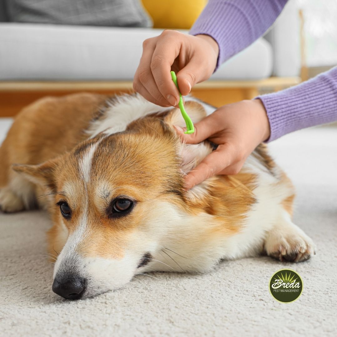 a woman's hands removing a tick from the inside of a dog's ear tick pest control in Atlanta