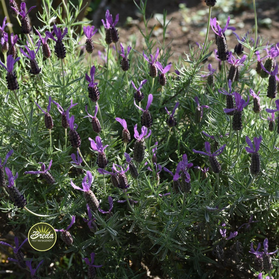 lavender plant in the backyard for natural mosquito control proactive mosquito control in Georgia