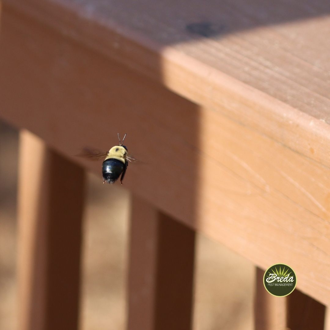 a carpenter bee flying near a wooden deck railing carpenter bee pest control Atlanta GA