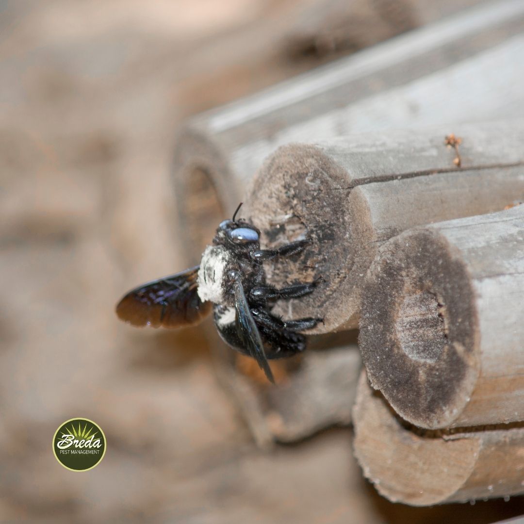 a carpenter bee landing on the end of a stack of bamboo shoots carpenter bee control in Georgia