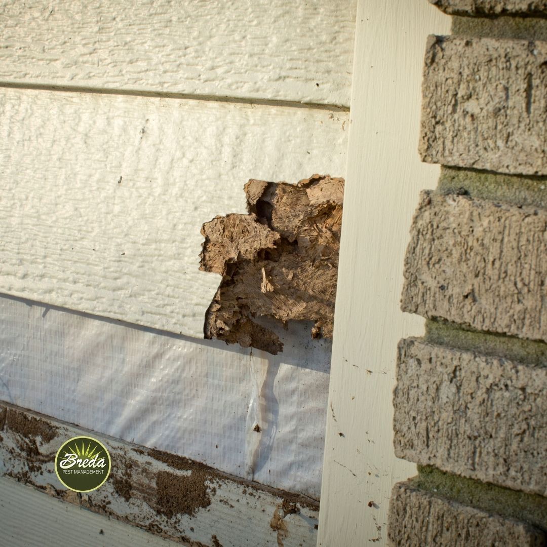 damaged wooden siding that carpenter bees would be drawn to carpenter bee pest control Atlanta GA