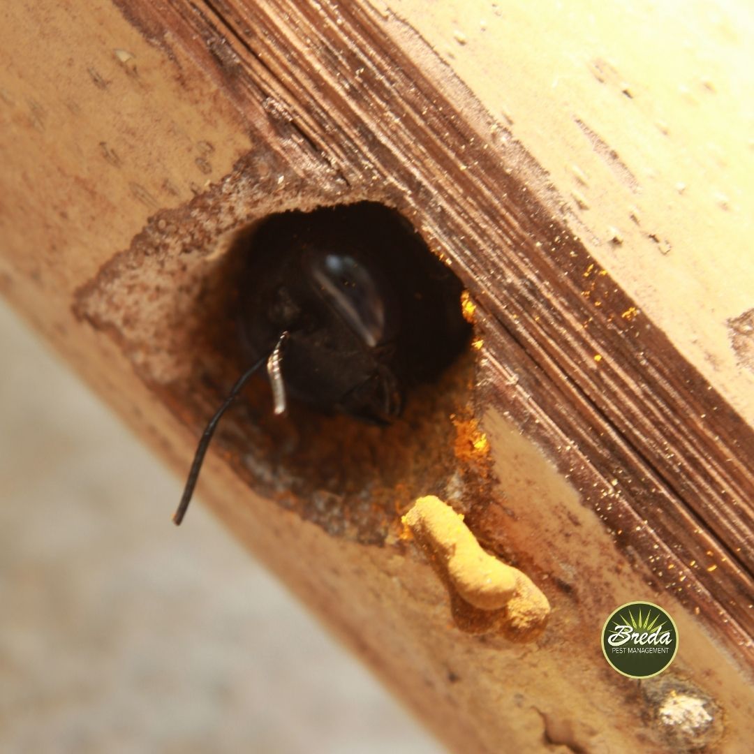 close up photo of a carpenter bee poking out of a hole in wood carpenter bee control in Atlanta GA