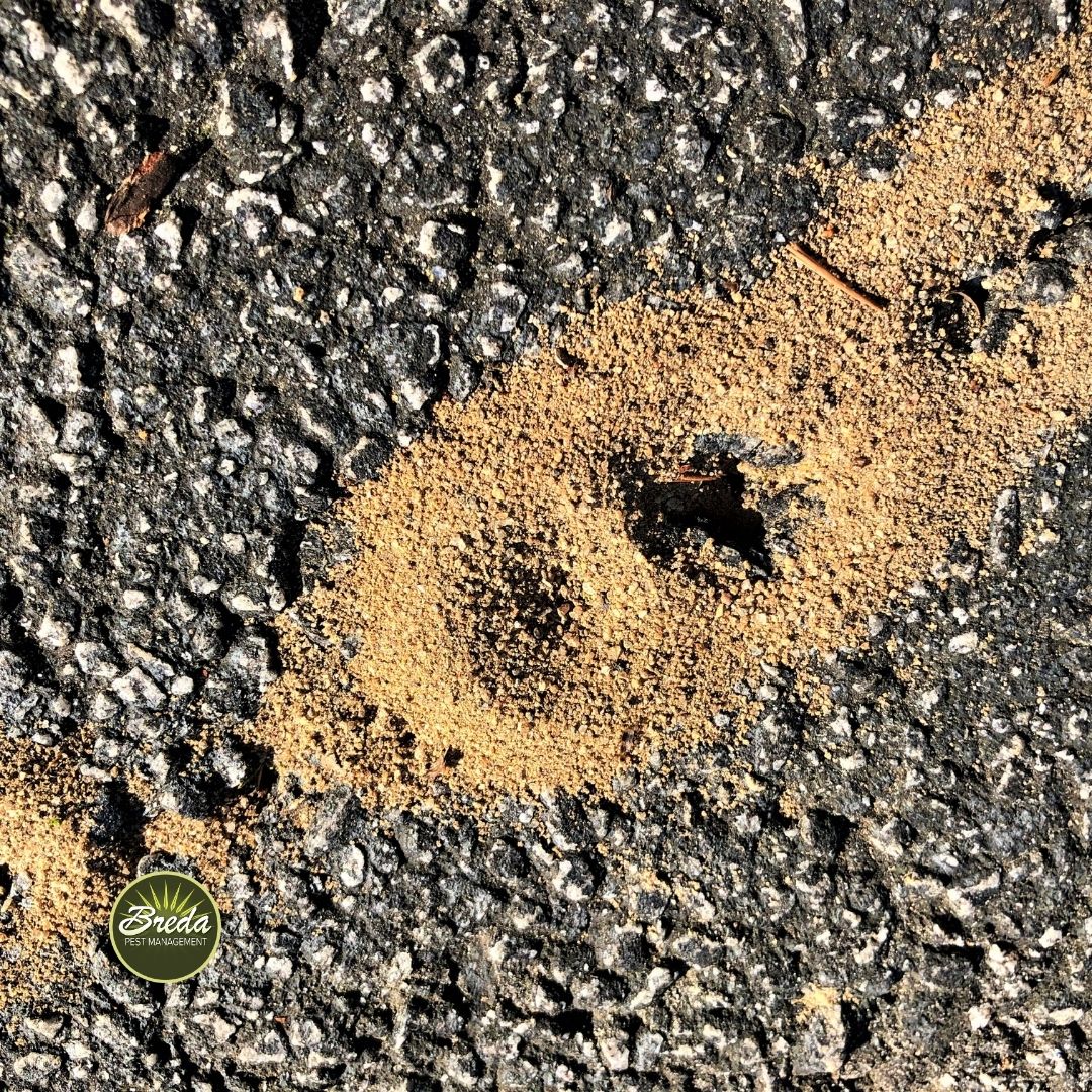 fire ant mounds starting to form on the seam of a sidewalk ask the experts fire ant control in Atlanta