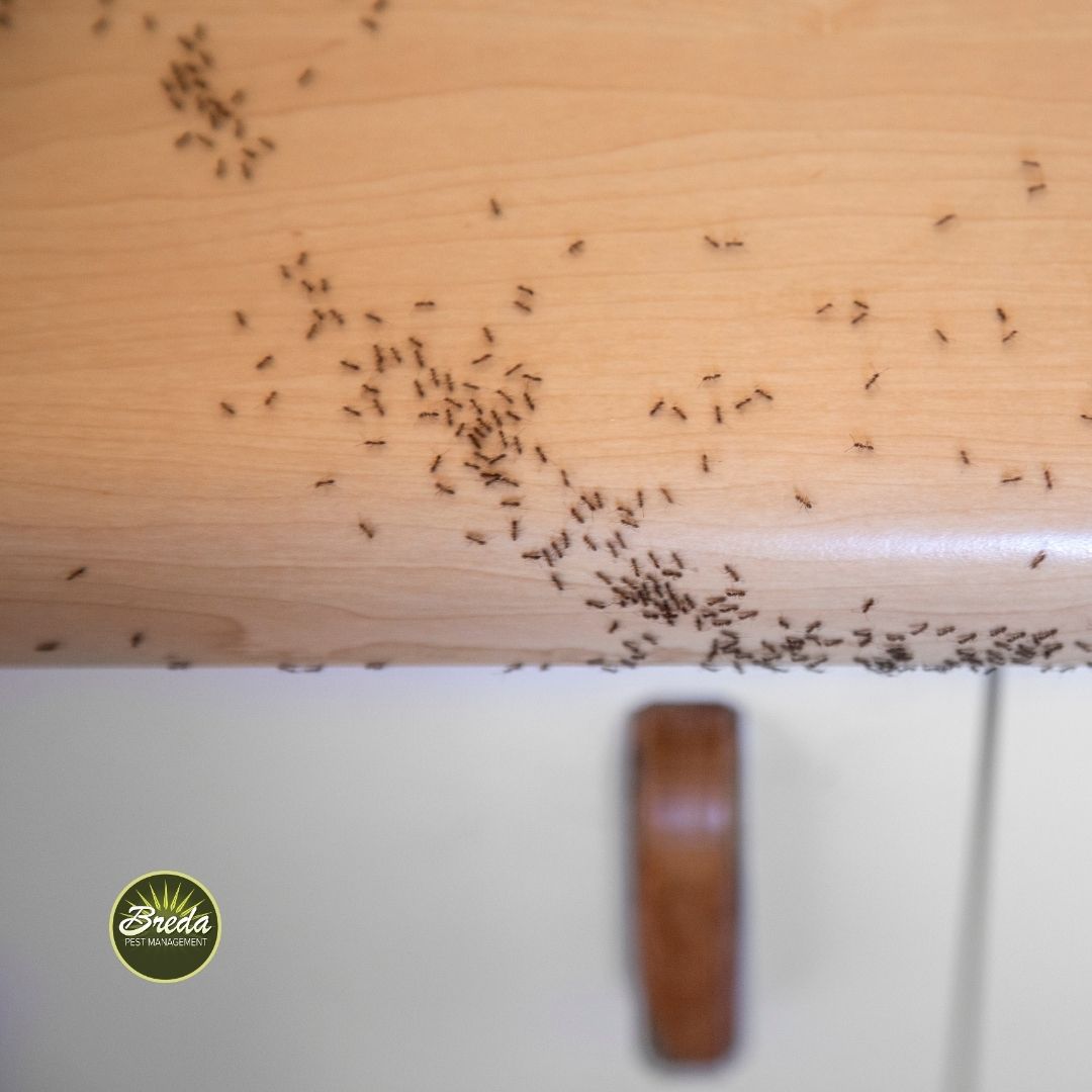 close up picture of a cluster of small ants on a kitchen counter ant control in Georgia