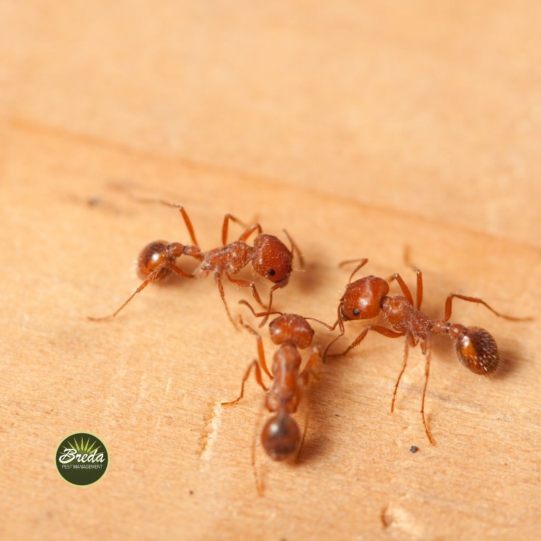 a close up image of three fire ants on wood fire ant control in Atlanta GA