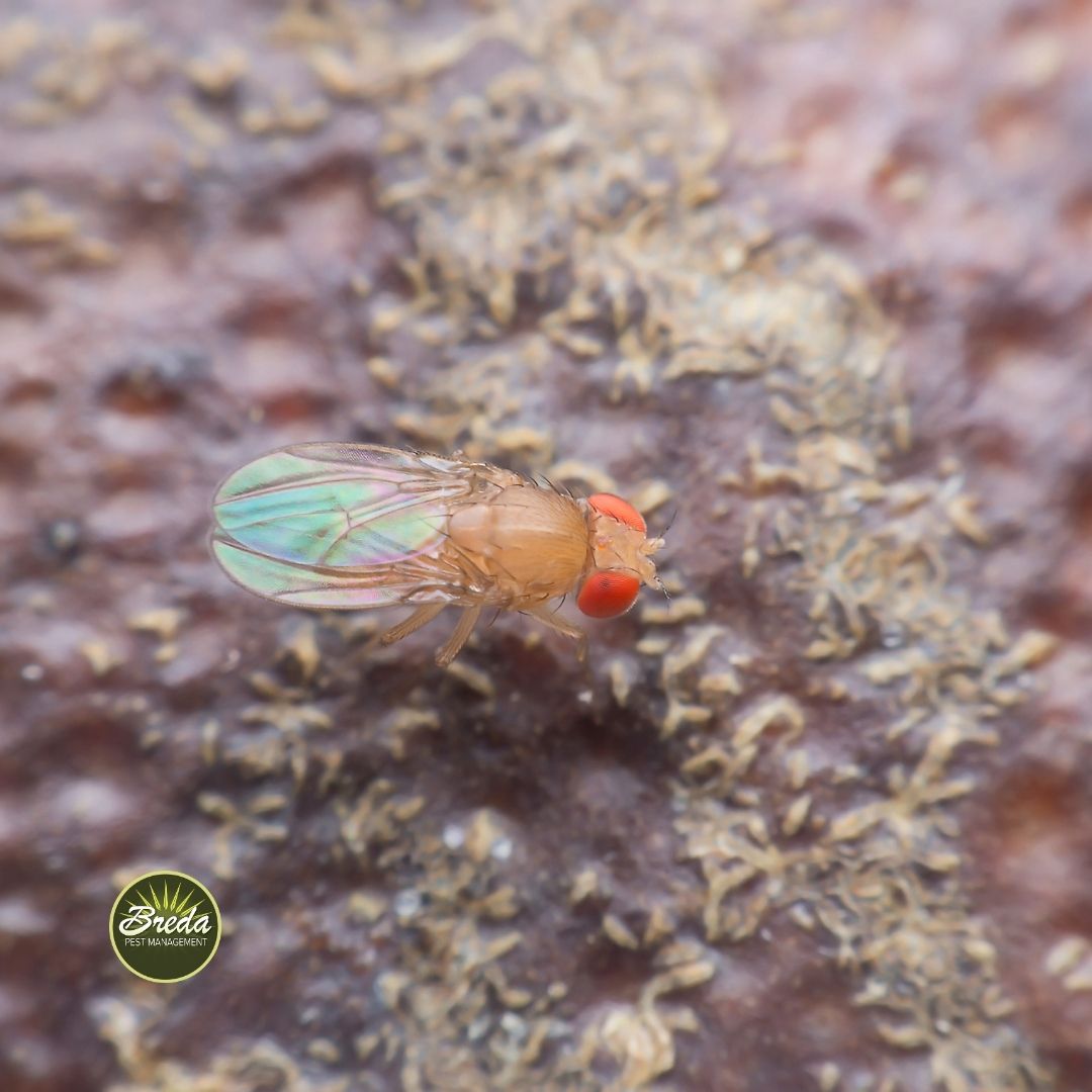 A close up image of a fruit fly sitting on the surface of a piece of food