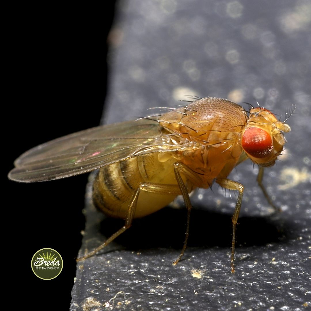 close up photo of a fruit fly on a kitchen counter fruit fly pest control in Georgia