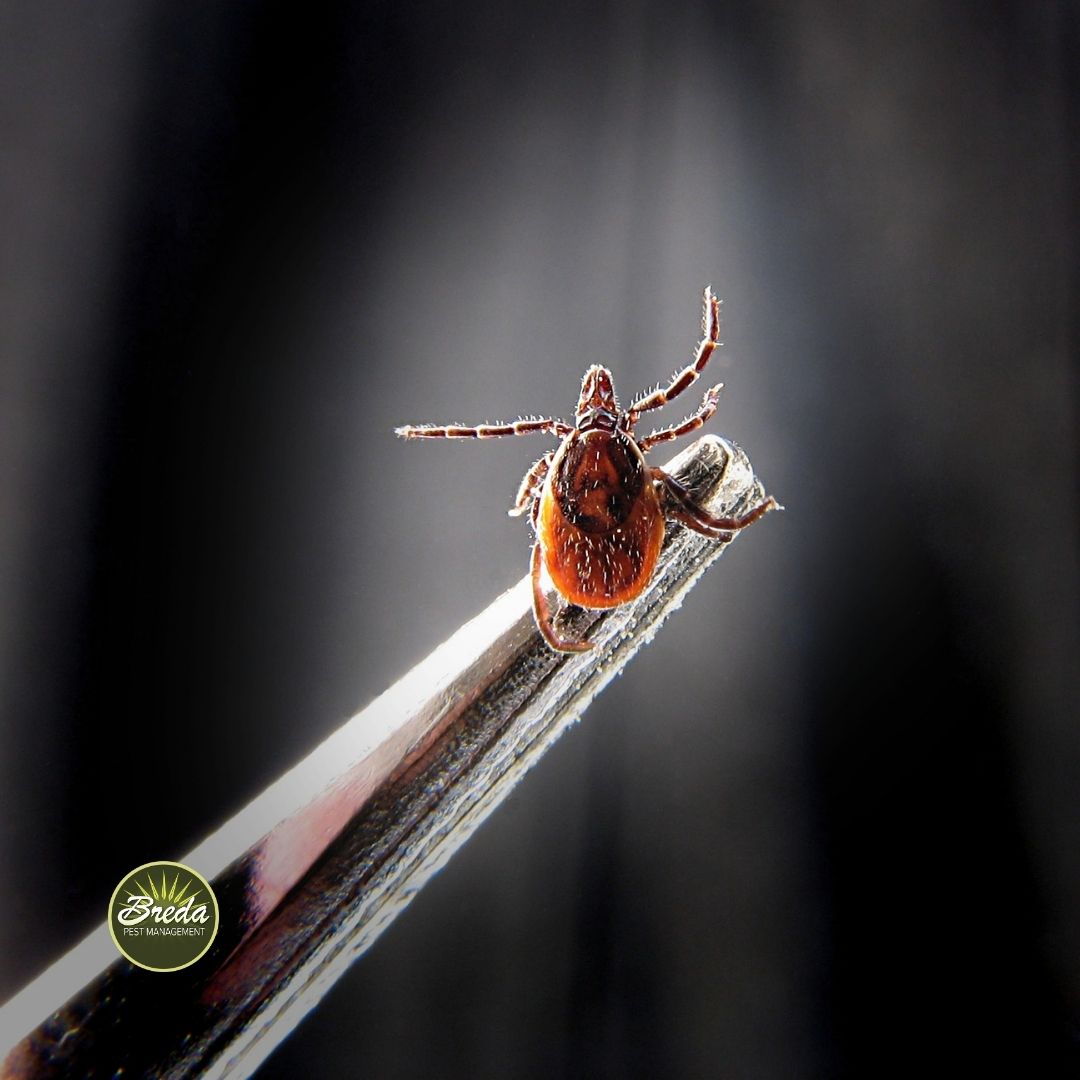 close up picture of a tick being held by tweezers ticks in Georgia