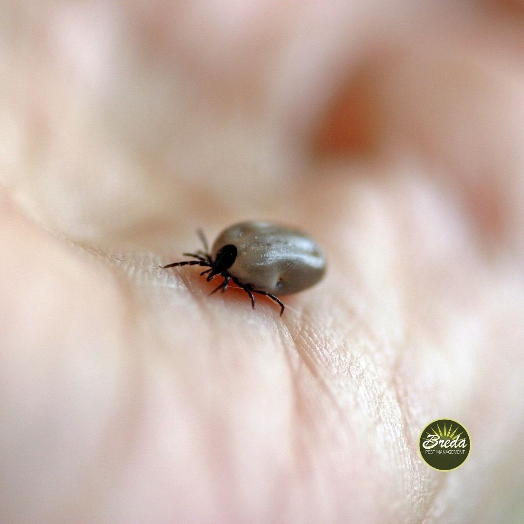 close up image of a tick attached to a human's palm tick pest control in Atlanta