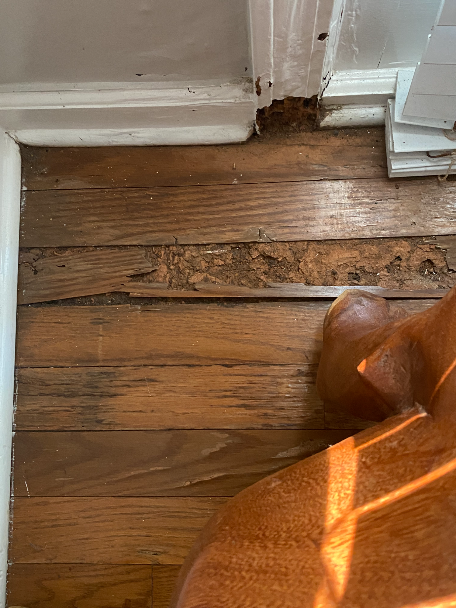 termite damage inside home in wood flooring