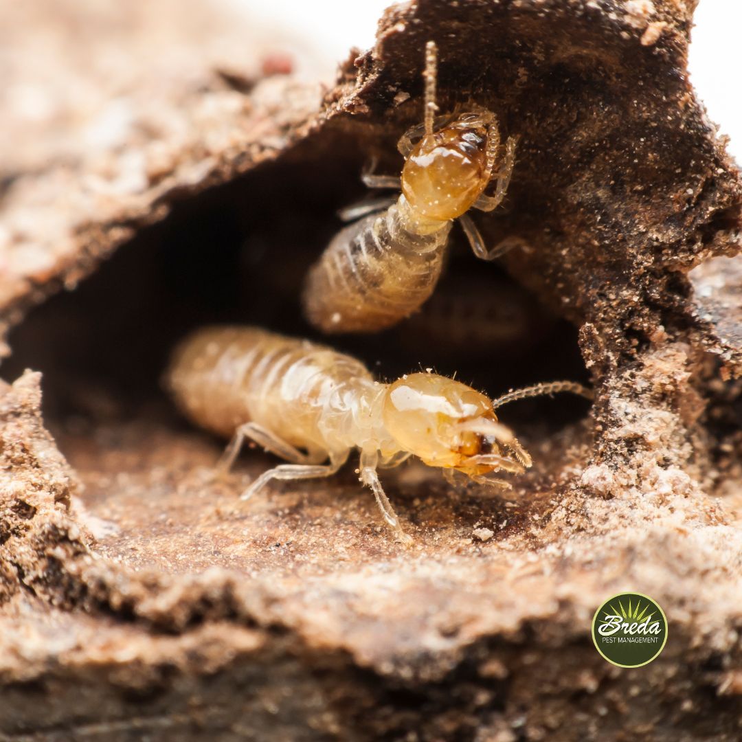 two termites up close in a termite tunnel termite control Atlanta GA BREDA Pest Management