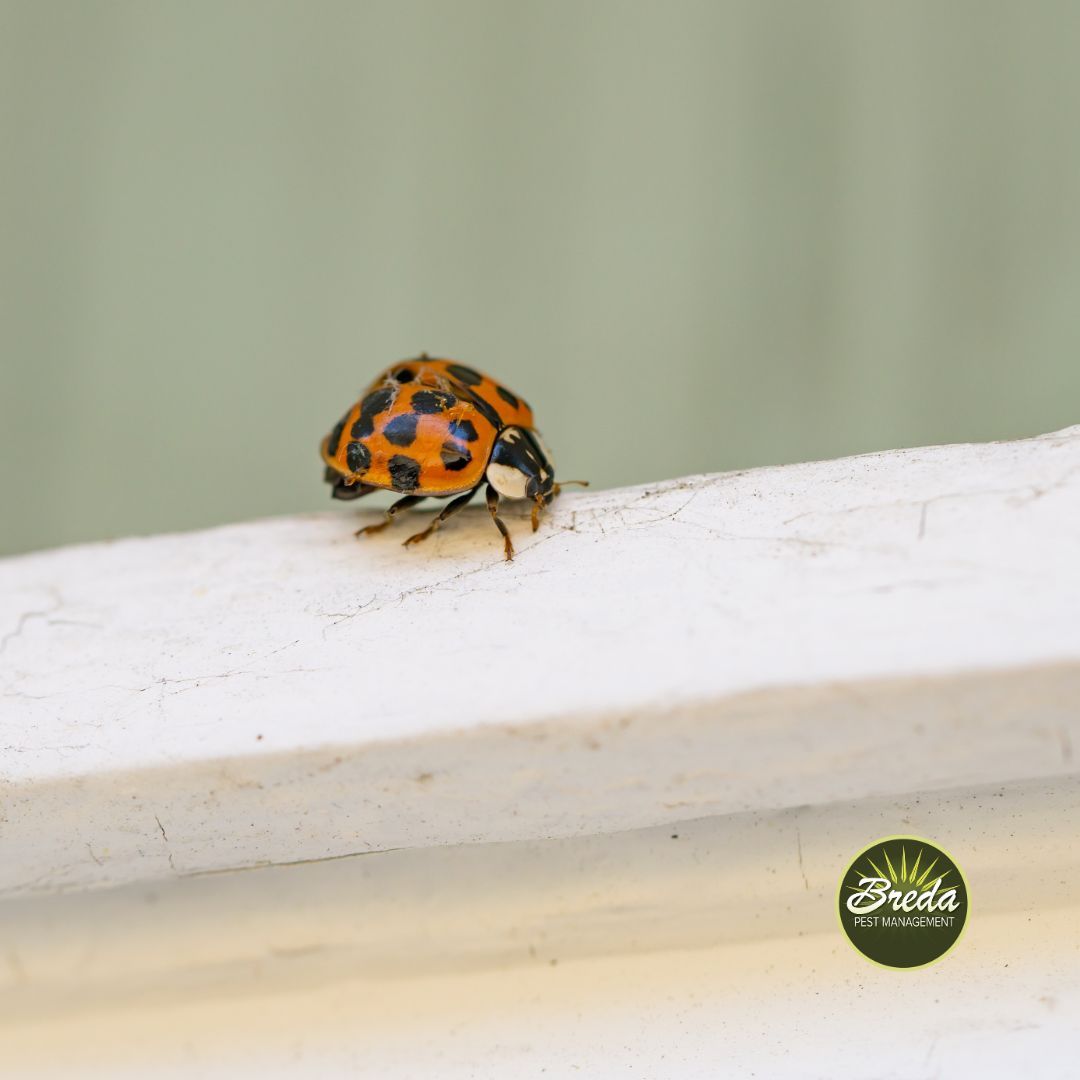 ladybug walking on windowsill ladybugs inside my house in Georgia