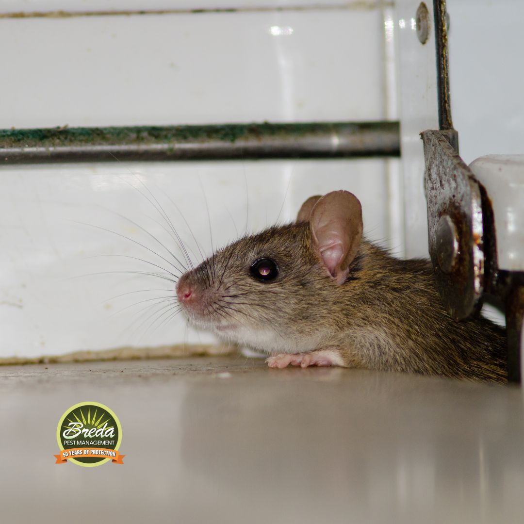 mouse coming up into a house crawl space encapsulation pest control