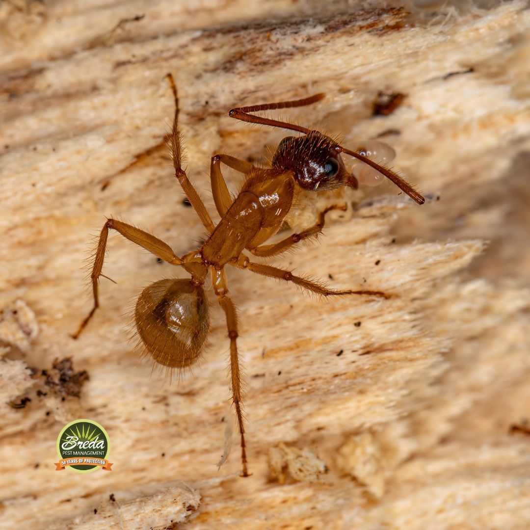 close up picture of a carpenter ant on a piece of damaged wood carpenter ants or termites in Dunwoody GA
