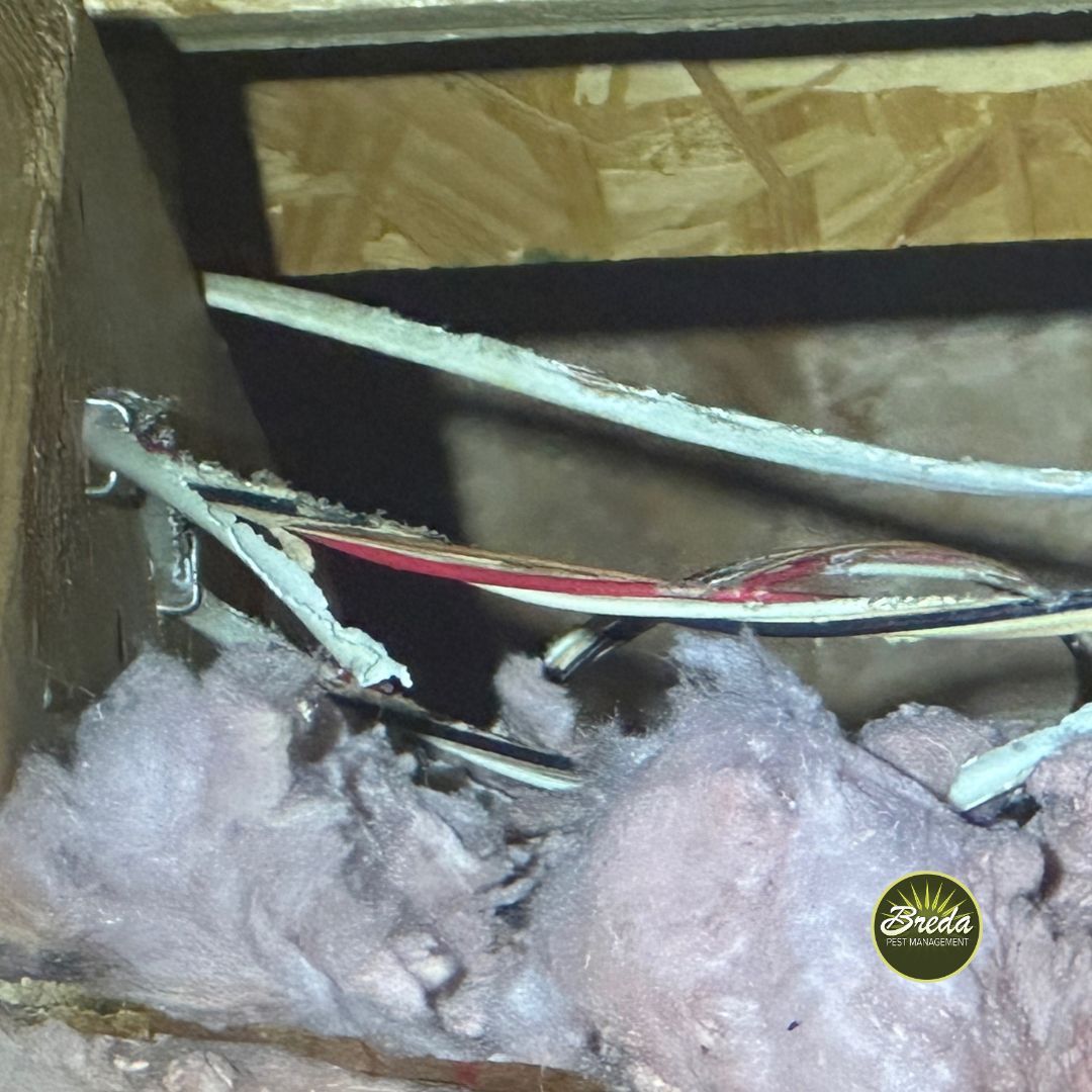 chewed exposed electrical wiring in home attic fire hazard rodent control in Atlanta GA