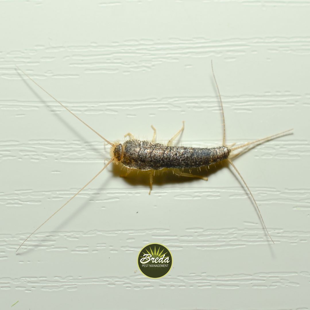 silverfish crawling on white wood floor