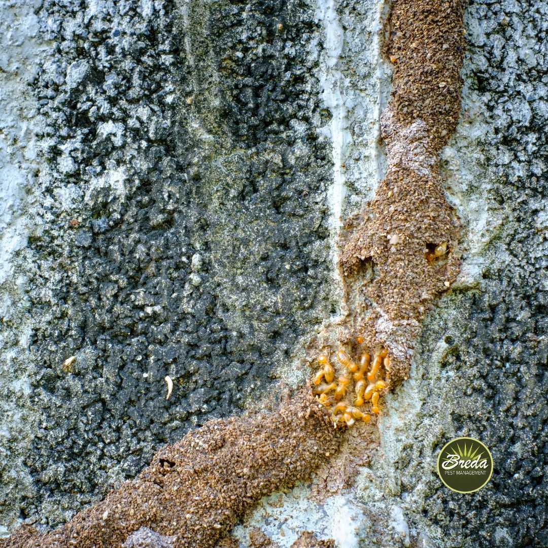 termite tube on home exterior with termites coming out of the mud tube termite control Atlanta GA BREDA Pest Management