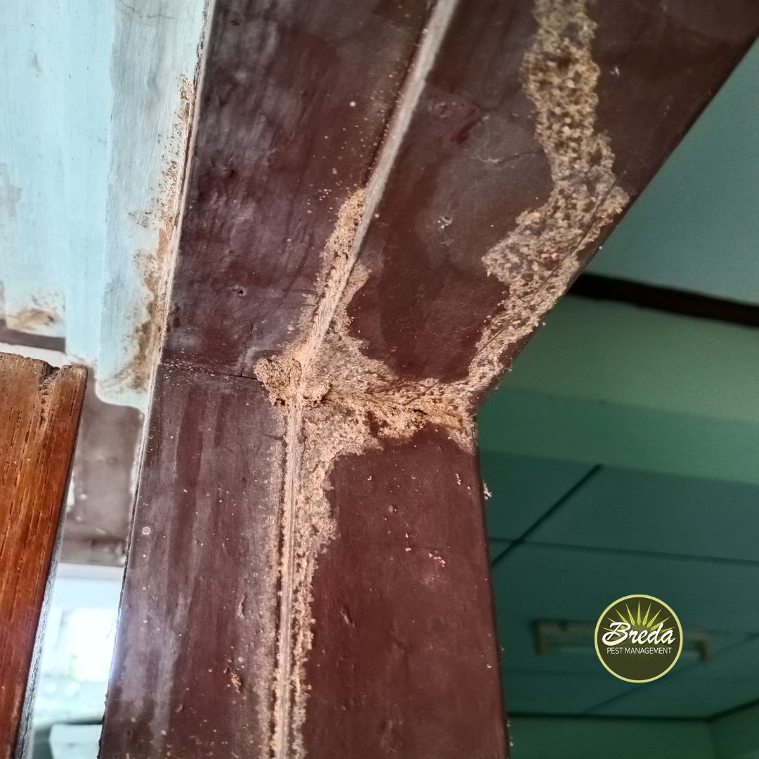 termite signs georgia termite damage on wooden door frame