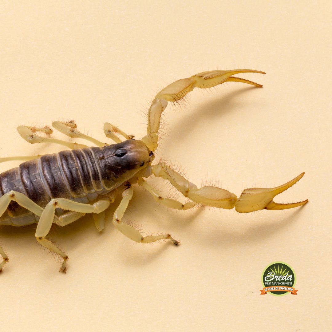 up close image of a scorpion on a beige background scorpions in Georgia