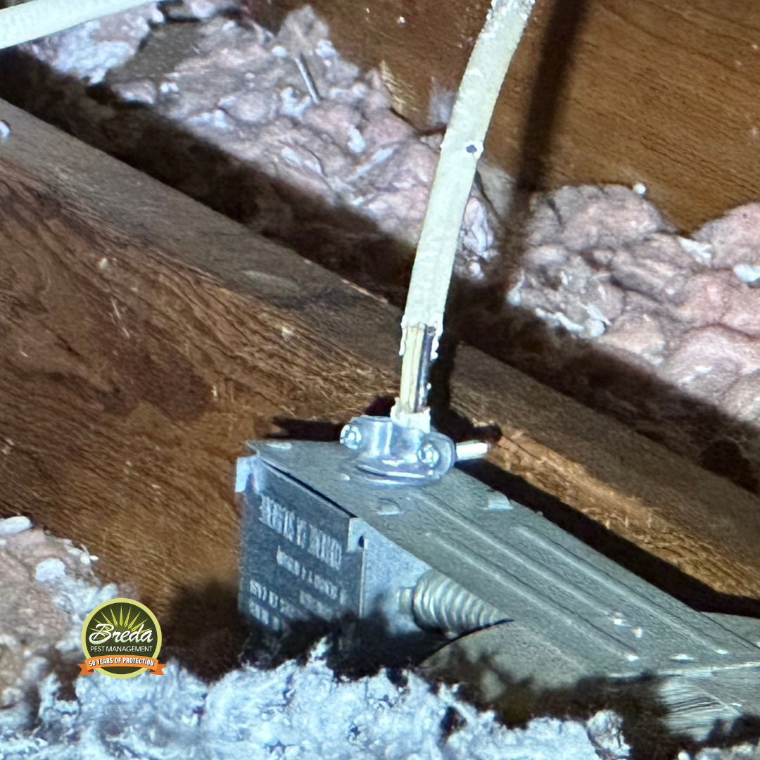 chewed wiring in house's attic roof rat pest control in Metro Atlanta