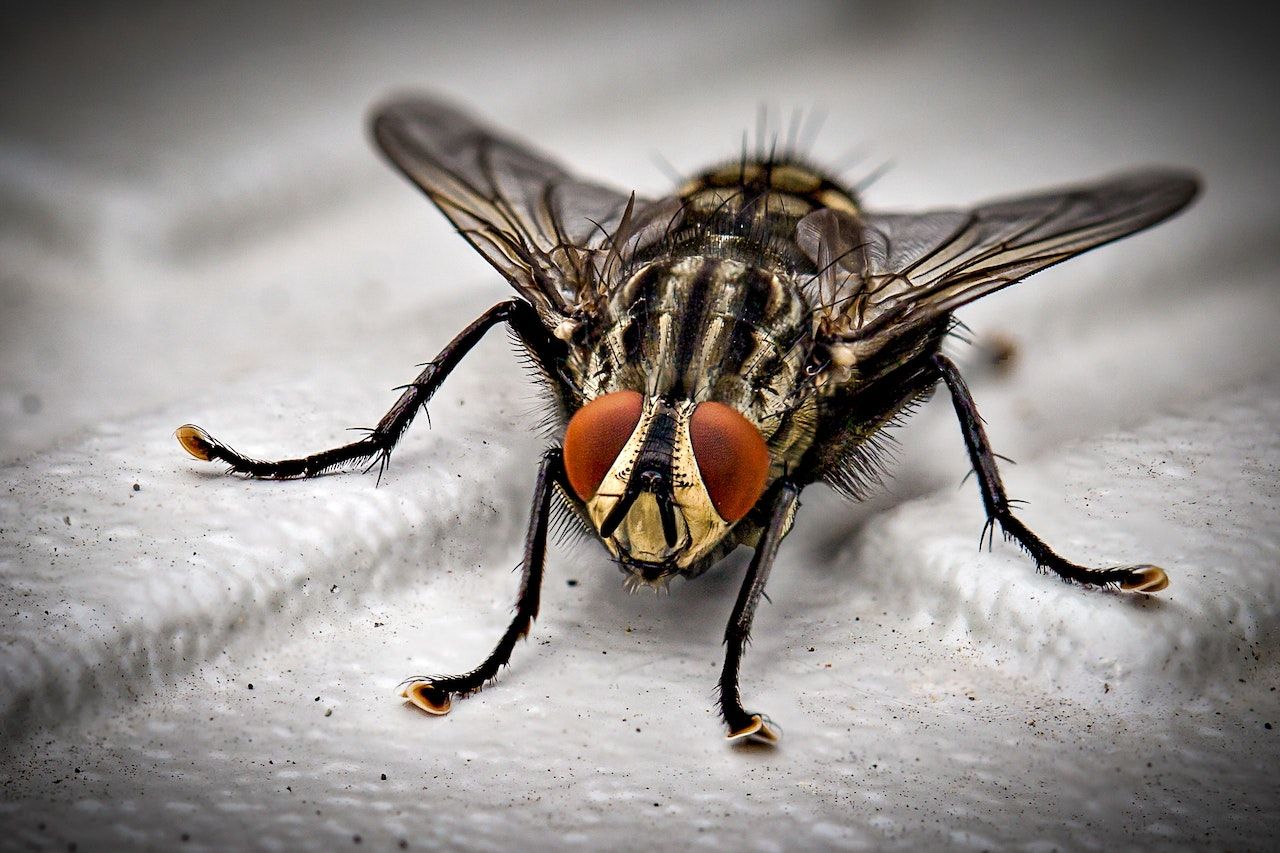 fly inside on a white floor