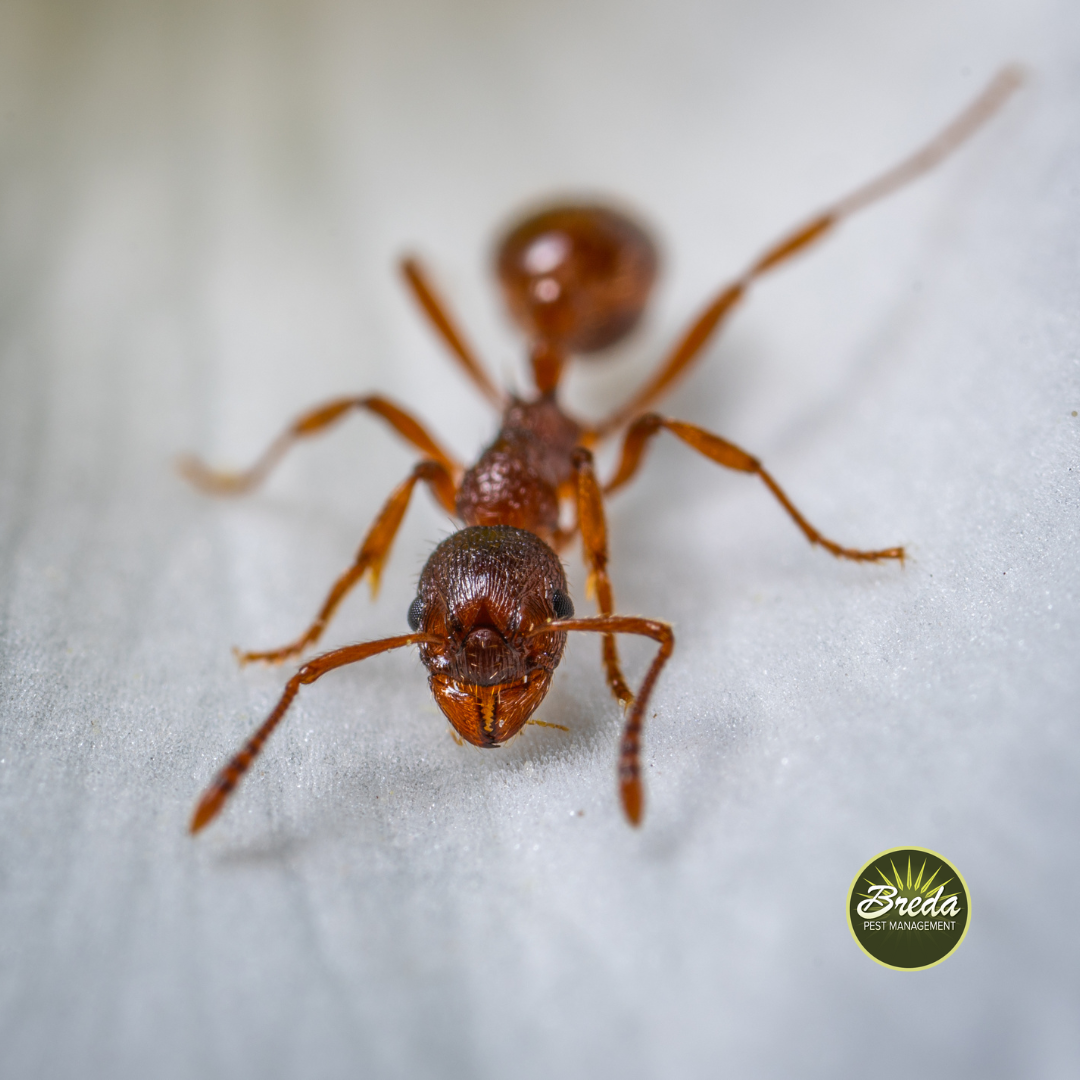 fire ant inside a home fire ant control in winter