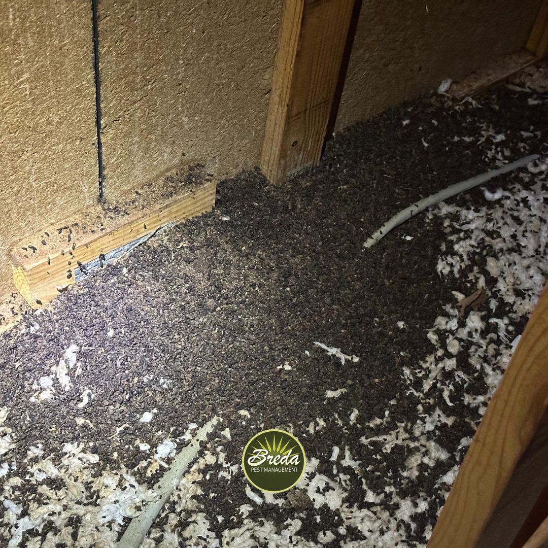 pile of bat guano in Sandy Springs attic