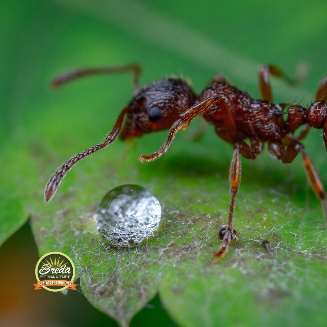 fire ant on a leaf next to a water droplet fire ant control in late fall BREDA