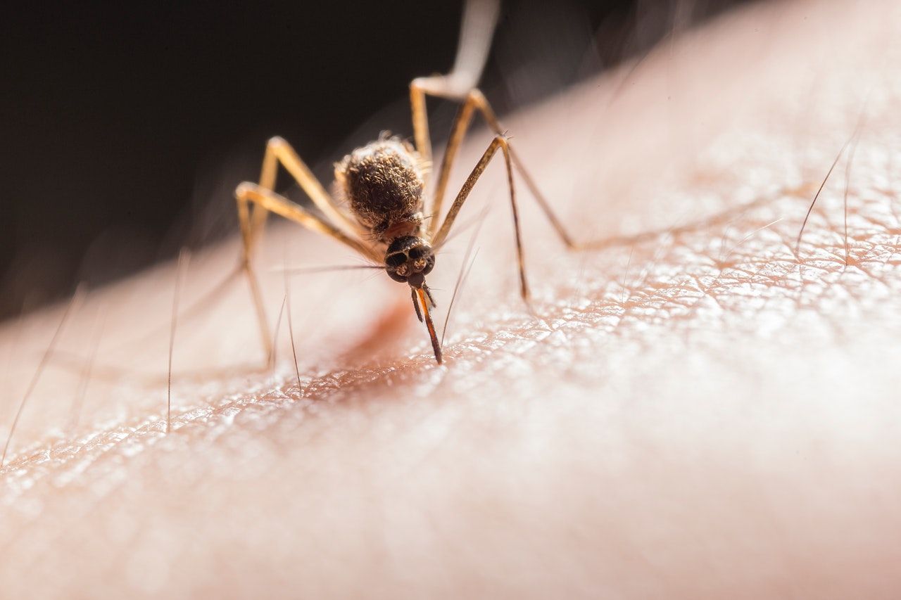 mosquito pest control in atlanta