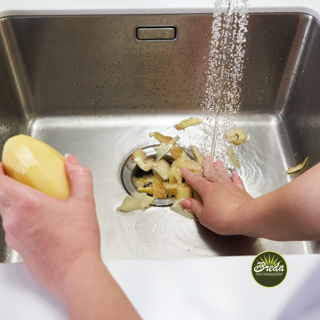 putting potato skins down the garbage disposal preventing drain flies in Georgia