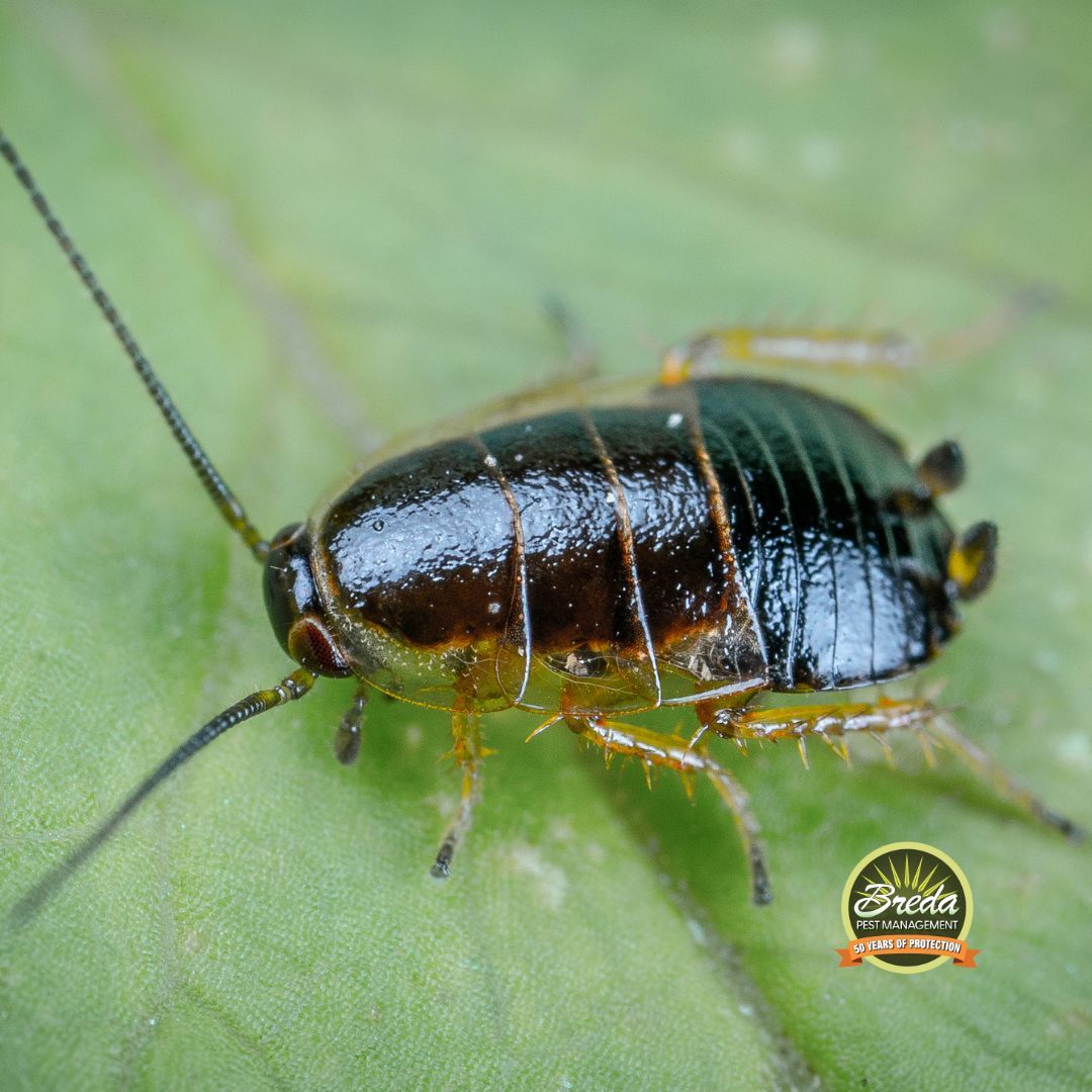 close up photo of a cockroach crawling on a leaf outside of a Monroe Georgia home roaches and millipede fall pest control