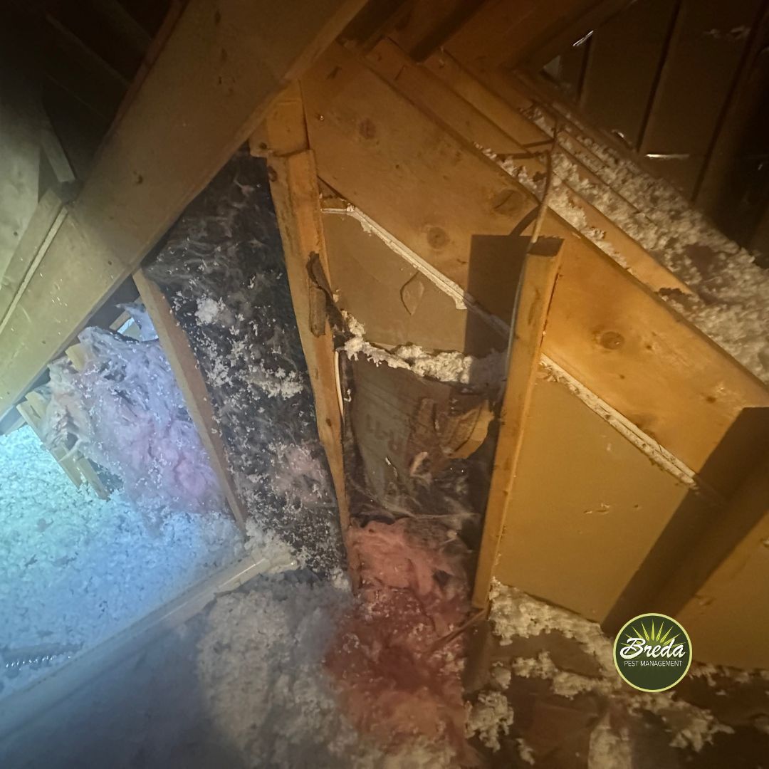 chewed and torn insulation panel inside a Georgia home attic rodent control in Atlanta GA