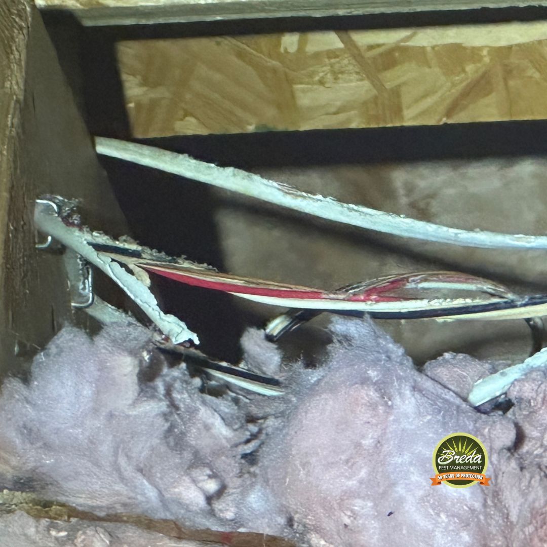 chewed electrical wires in Marietta GA home attic
