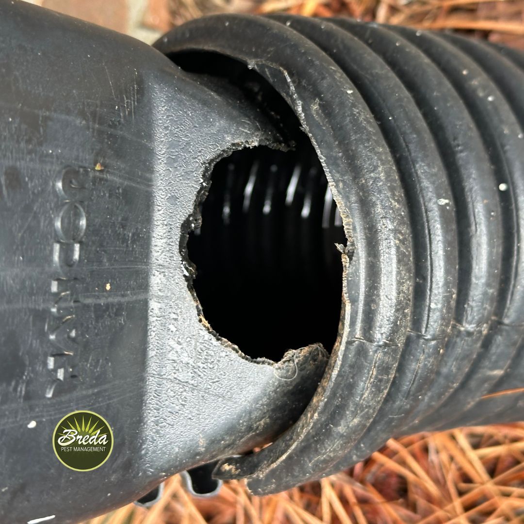 chewed hole in outdoor drainage pipe sign of flying squirrel