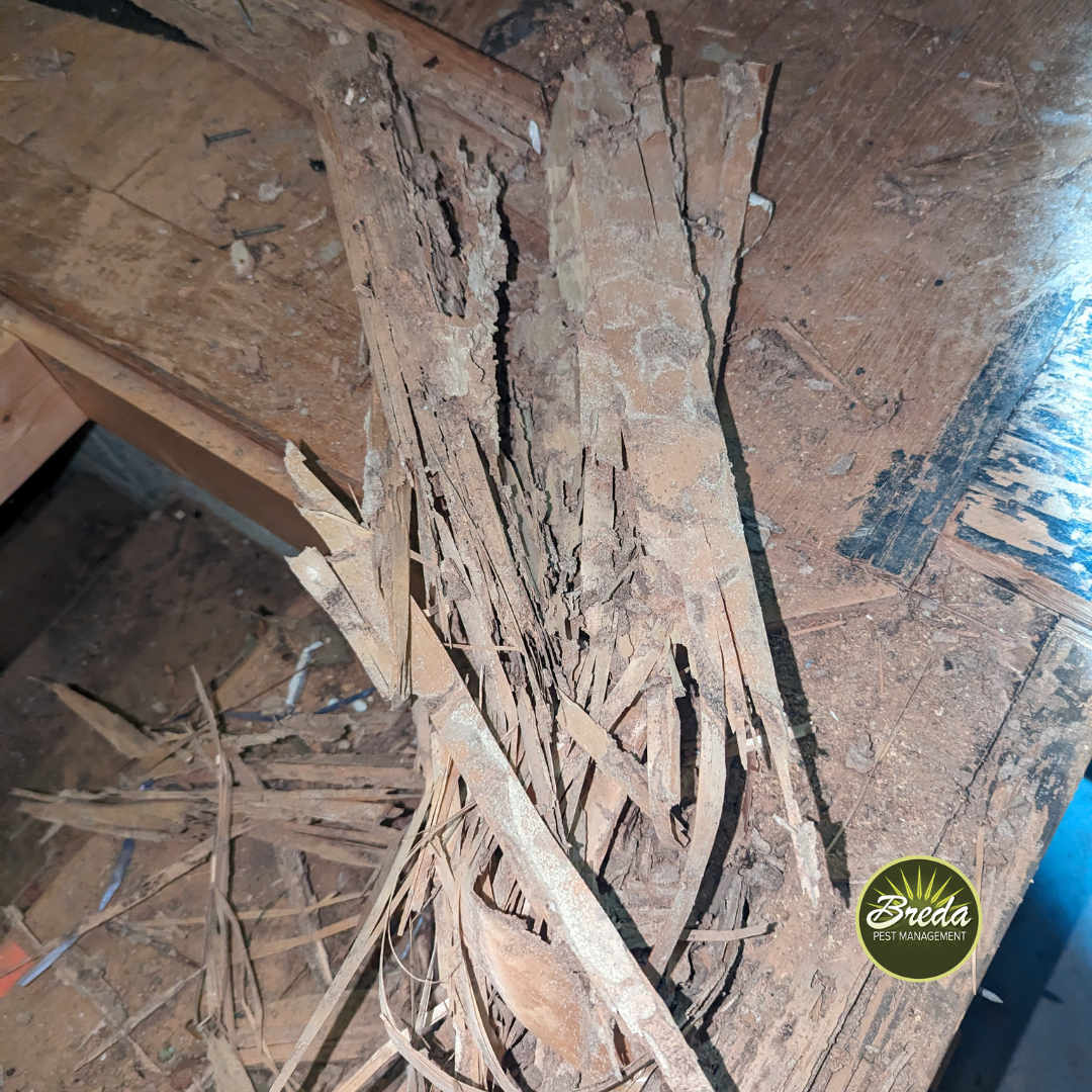 termite damage in subfloor of Johns Creek home