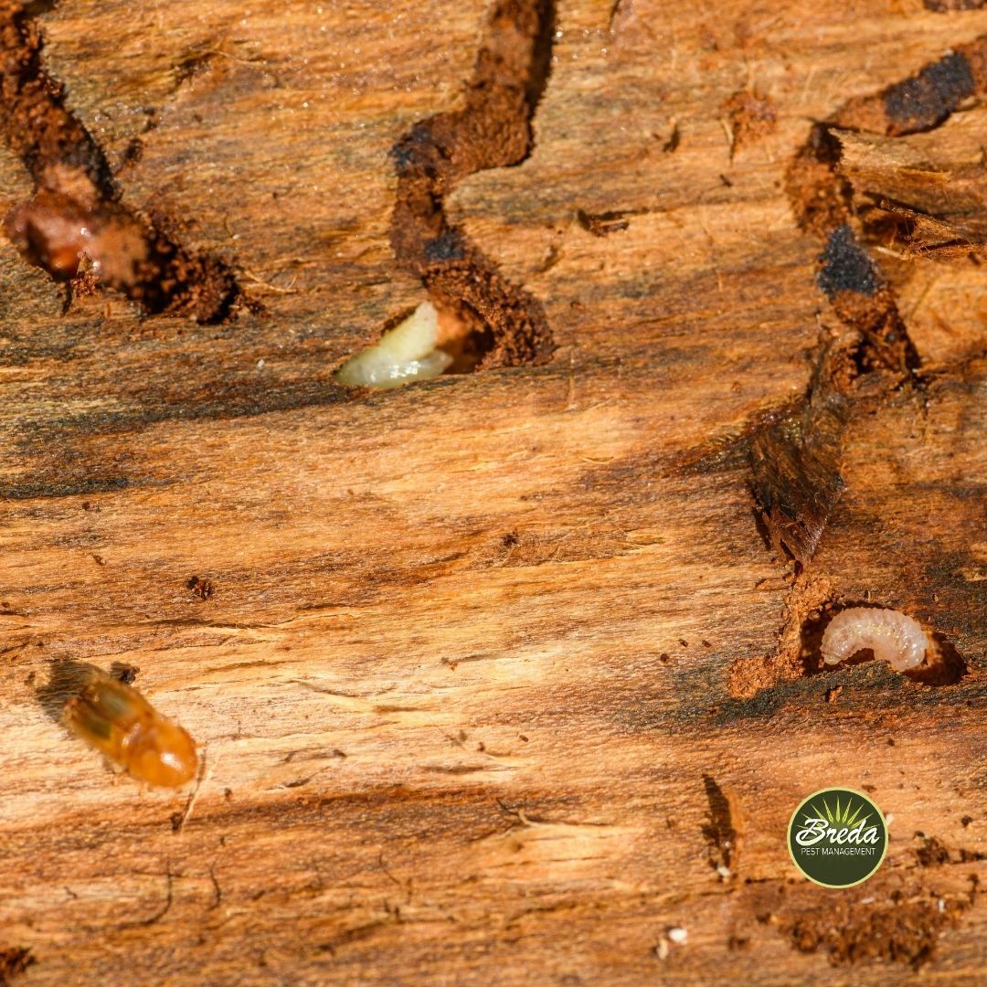 termites tunneling inside a section of wood termite control near Good Hope GA