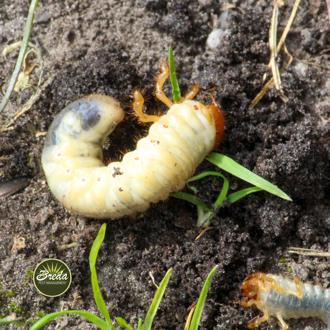 grub in yard mole control 